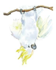 Card - Hang in There, Cockatoo by Giulianna del Popolo