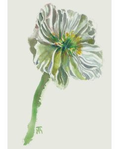 Card - White Poppy by Joanne Ting Mahon