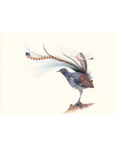 Card - Lyrebird by Katherine Appleby