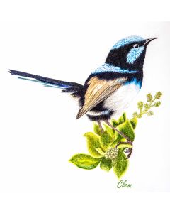 Card - Blue Wren by Clem Thompson