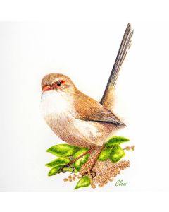 Card - Fairywren by Clem Thompson