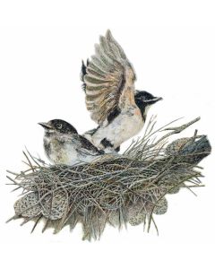 Card - Willy Wagtails in a Nest by Clem Thompson