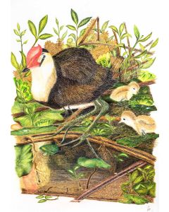 Card - Jacana by Clem Thompson