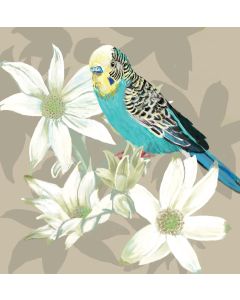 Card - Blue Budgie by Daniela Glassop