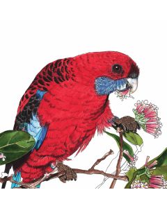 Card - Crimson Rosella by Lisa Chapman