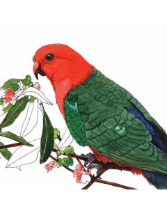 Card - King Parrot by Lisa Chapman