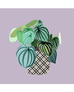 Card - Leafy Potted Plant by Robyn Hammond